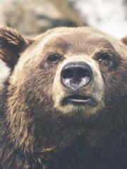 lt;Liang Yimo Cold N