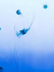 Omnipotent Mad Young