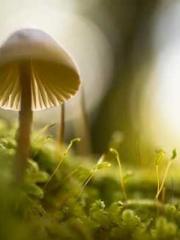 Shen Ning Ran Bao Ji