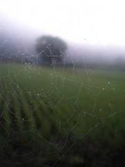 Cultivating My Empre