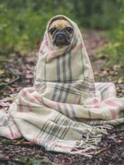 Shen Ning Ran Bao Ji